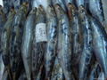 frozen sardine fish 2