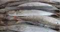 frozen blue mackerel 2