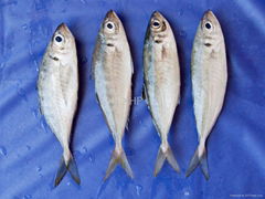 forzen Japanese horse mackerel
