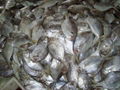 frozen fresh butterfish 2