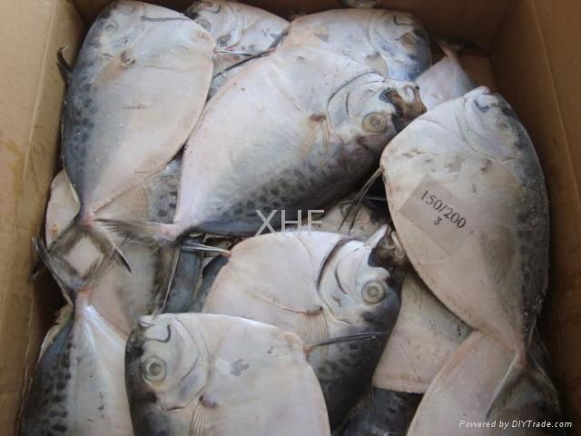 frozen fresh moonfish