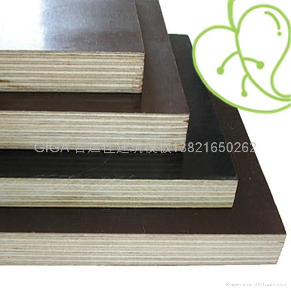 hot sell GIGA film faced plywood manufacturer 18mm 2