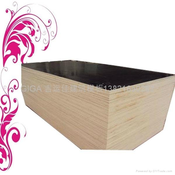 hot sell GIGA film faced plywood manufacturer 18mm 5