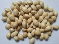 Fresh Ginkgo Nuts   White Nuts 1