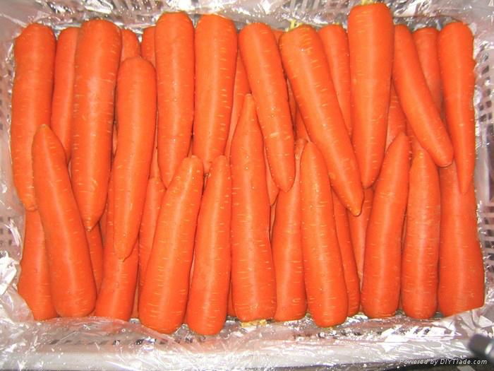 Fresh Carrot 