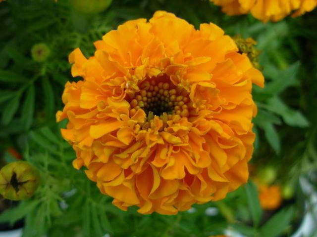 Marigold Oleoresin 2