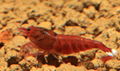 Taiwan bee shrimp 3