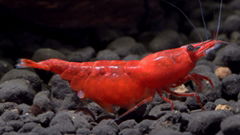 Fire Red Shrimp, cherry shrimp. yellow shrimps