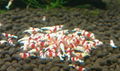 Ornamental shrimps 5