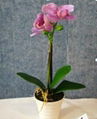  artificial  Orchid with ceramic pot 1