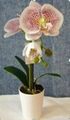  artificial  Orchid with ceramic pot 1