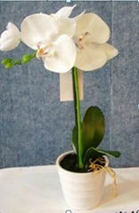  artificial  Orchid with ceramic pot