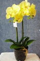  artificial  Orchid with ceramic pot 1