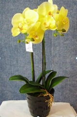  artificial  Orchid with ceramic pot