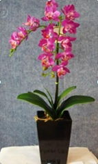  artificial  Orchid with ceramic pot