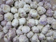 fresh garlic