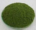 MORINGA OLEIFERA LEAF POWDER 1