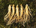  Ginseng extract 1