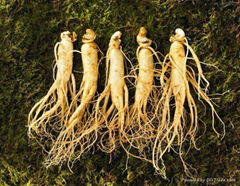 Ginseng extract