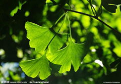 Ginkgo extract