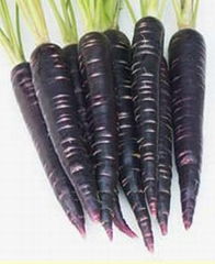 Black carrot color