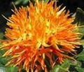 Safflower yellow