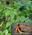 Siberian Ginseng Extract