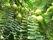 Embilc Leafflower Fruit Extract