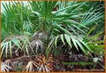 Saw Palmetto P.E. 1