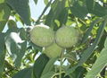 new organic walnuts 2