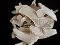 Dried horseradish 1