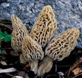 Dried Morel