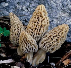 Dried Morel