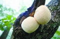 Hericium erinaceus