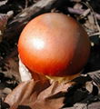 Amanita caesarea 1