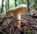 Cantharellus cibarius