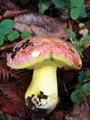 Boletus regius-Butter bolete