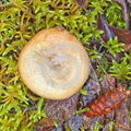 Lactarius deliciosus-saffron milk