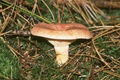 Lactarius rubrilacteus-bleeding milk cap