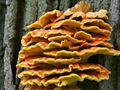 chicken of the woods