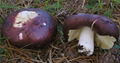 Russula xerampelina 1