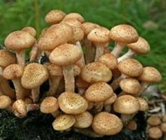 Armillaria mellea