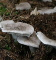 Tricholoma terreum 1