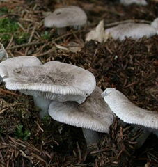 Tricholoma terreum