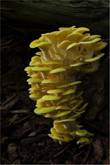 Pleurotus citrinopileatus