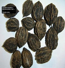 wild walnut