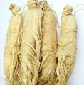 Ginseng 1