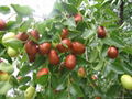 Organic Jujube 