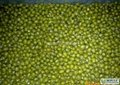 Organic green mung bean 1