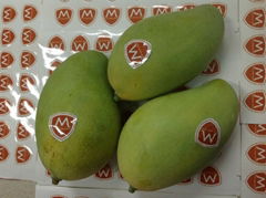 fresh Mango